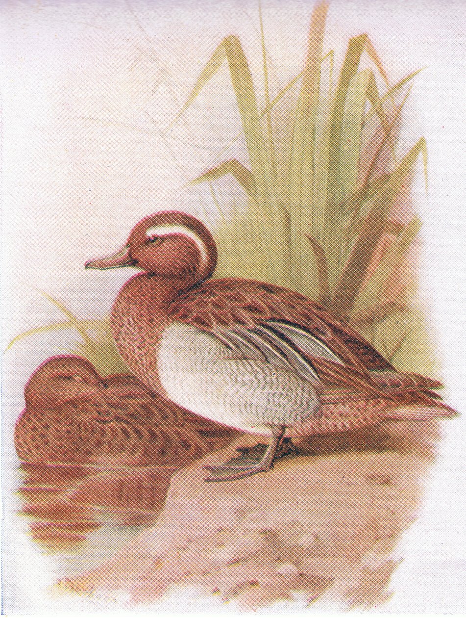 Gargana autorstwa Archibald Thorburn