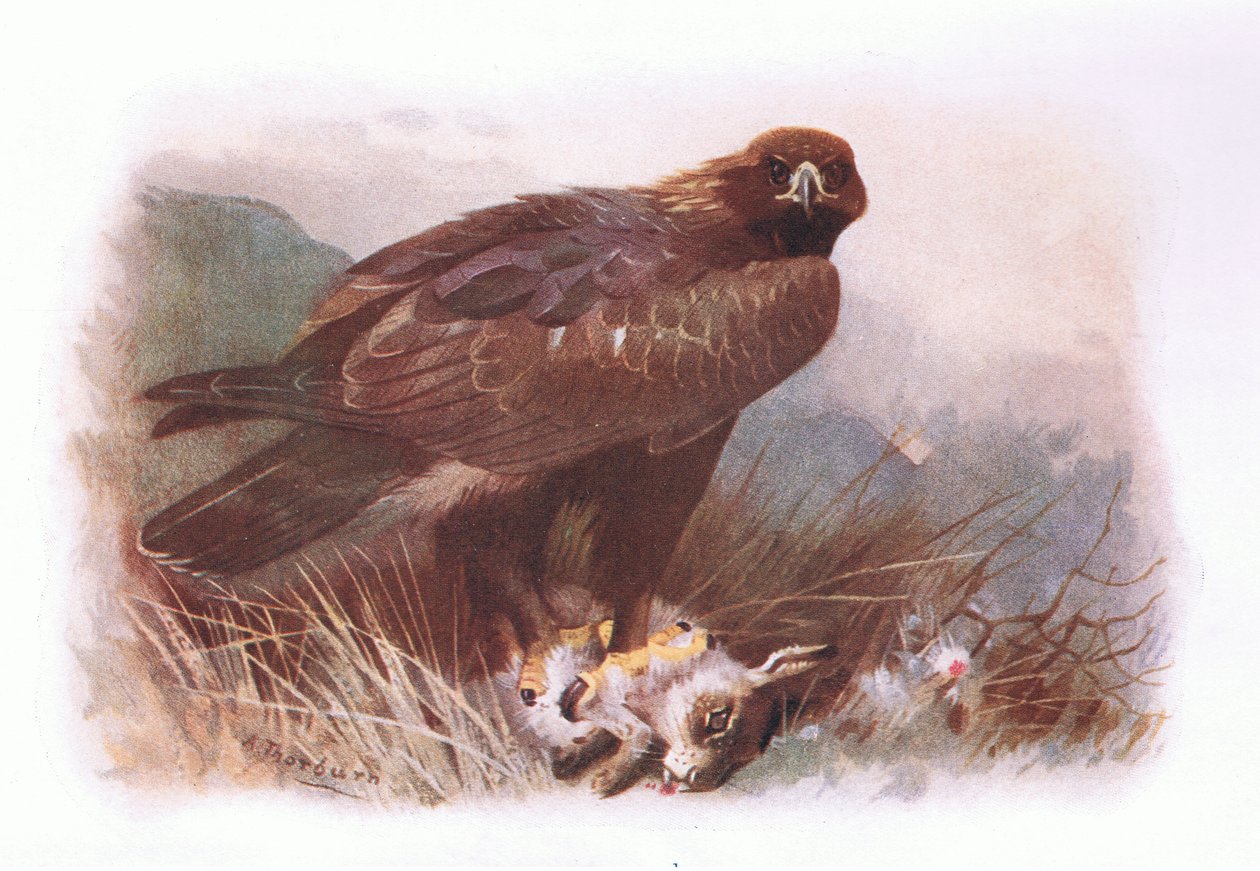 Złoty Orzeł, z British Birds wydanego przez Longmans, 1932 autorstwa Archibald Thorburn