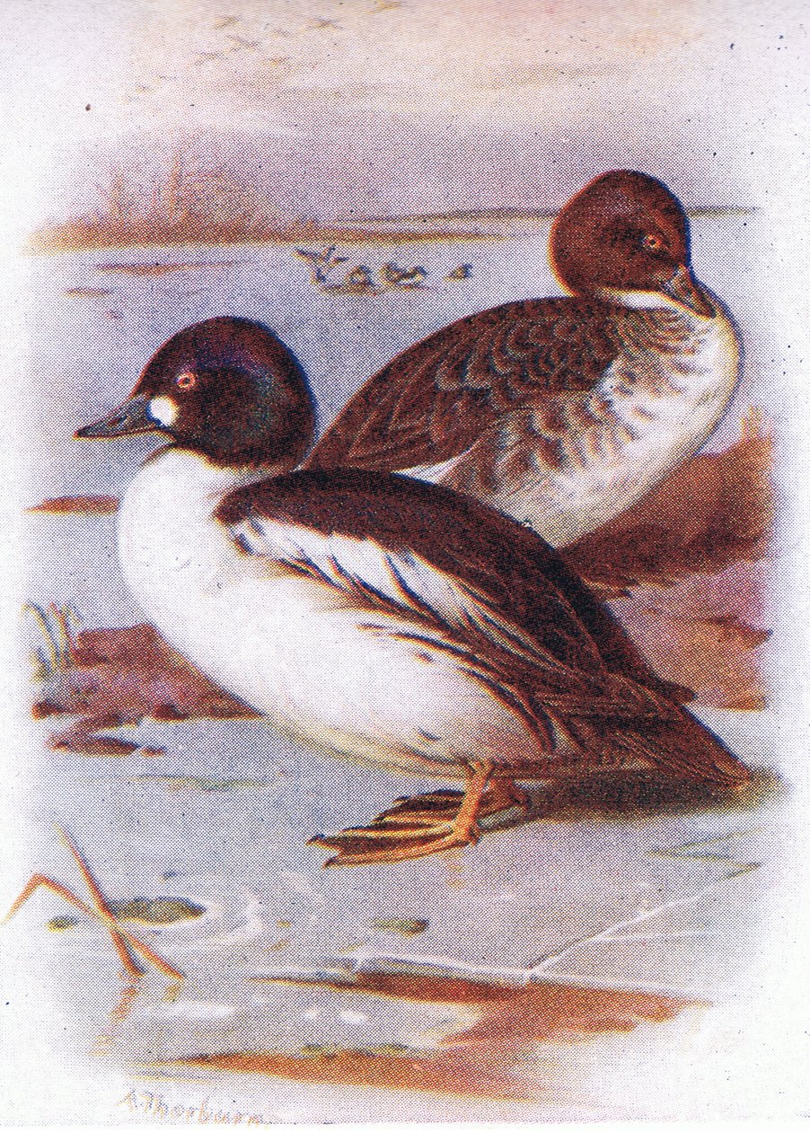 Goldeneye autorstwa Archibald Thorburn