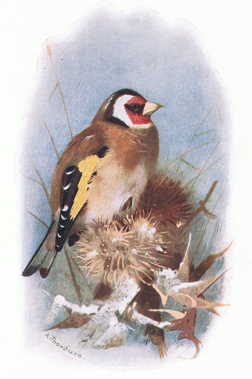 Goldfinch, z British Birds wydanego przez Longmans, 1932 autorstwa Archibald Thorburn