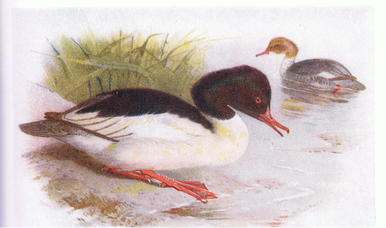 Nurogęś autorstwa Archibald Thorburn