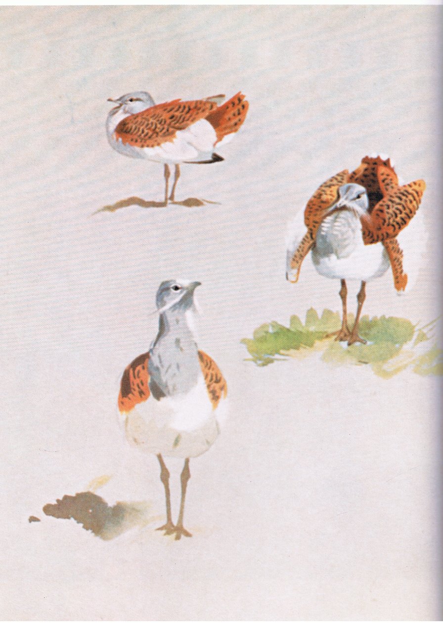 Drop, wyd. przez Book Club Associates, 1972 autorstwa Archibald Thorburn