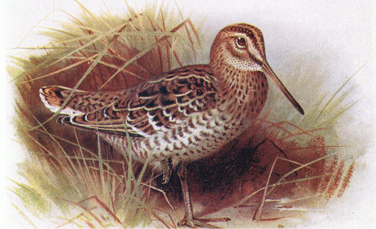 Great Snipe, z Birds of the British Isles and Their Eggs opublikowanej przez Frederick Warne & Co Ltd, 1958 autorstwa Archibald Thorburn