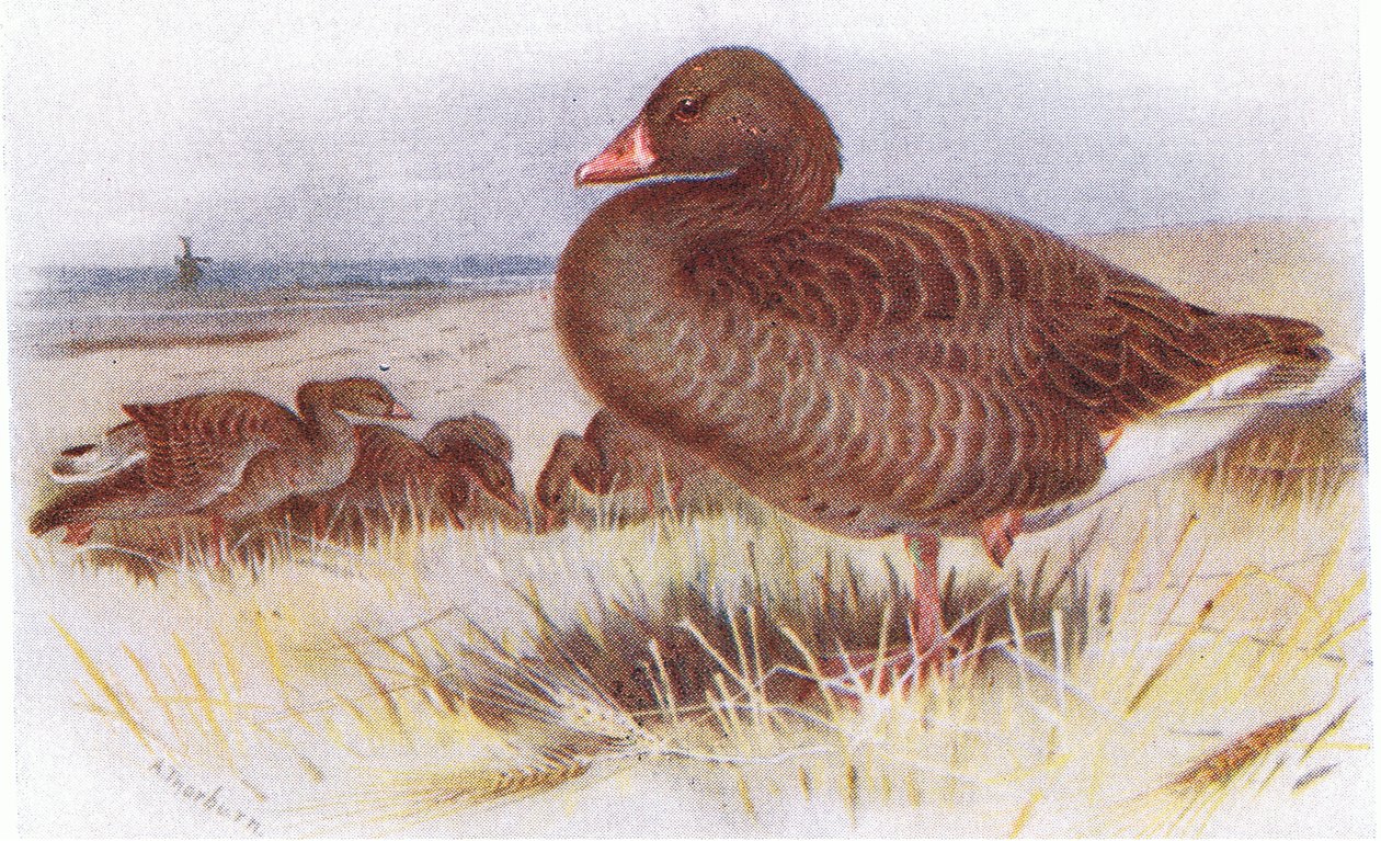 Grey Lag Goose autorstwa Archibald Thorburn