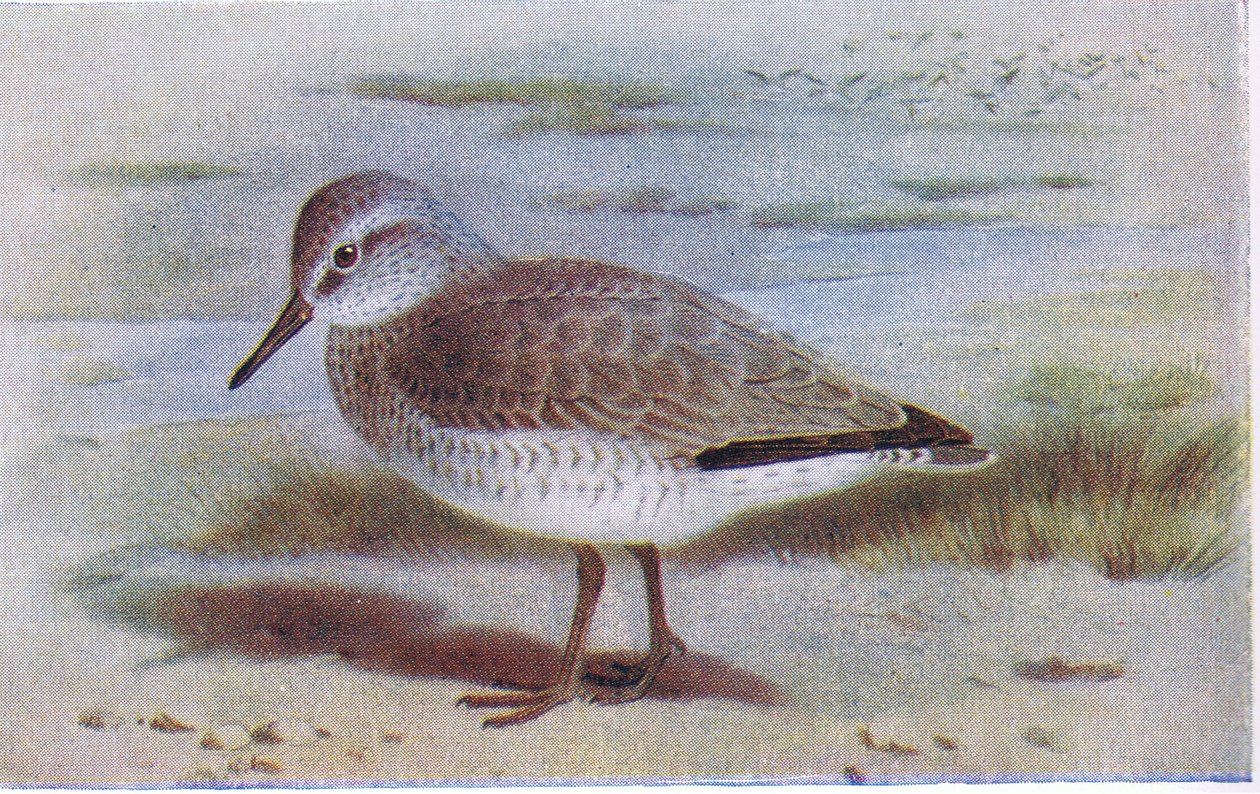 Knot, z książki Birds of the British Isles and Their Eggs wydanej przez Frederick Warne & Co Ltd, 1958 autorstwa Archibald Thorburn