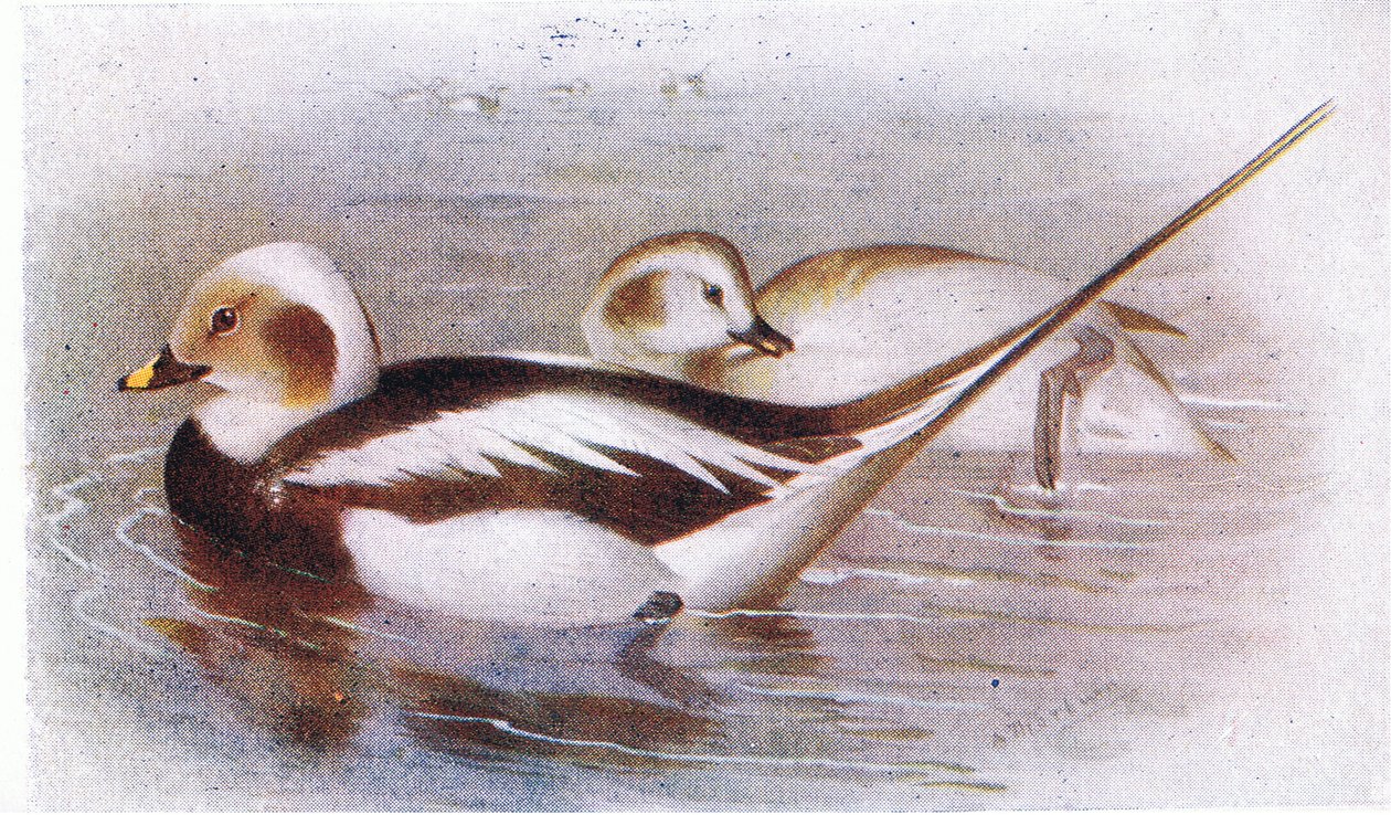 Kaczka długoogoniasta autorstwa Archibald Thorburn