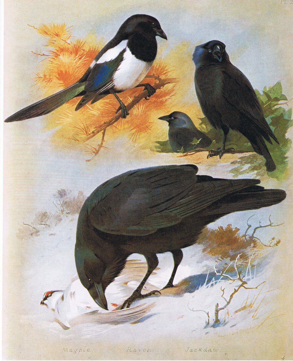 Sroka, Kruk i Kawka, wyd. przez Book Club Associates, 1972 autorstwa Archibald Thorburn