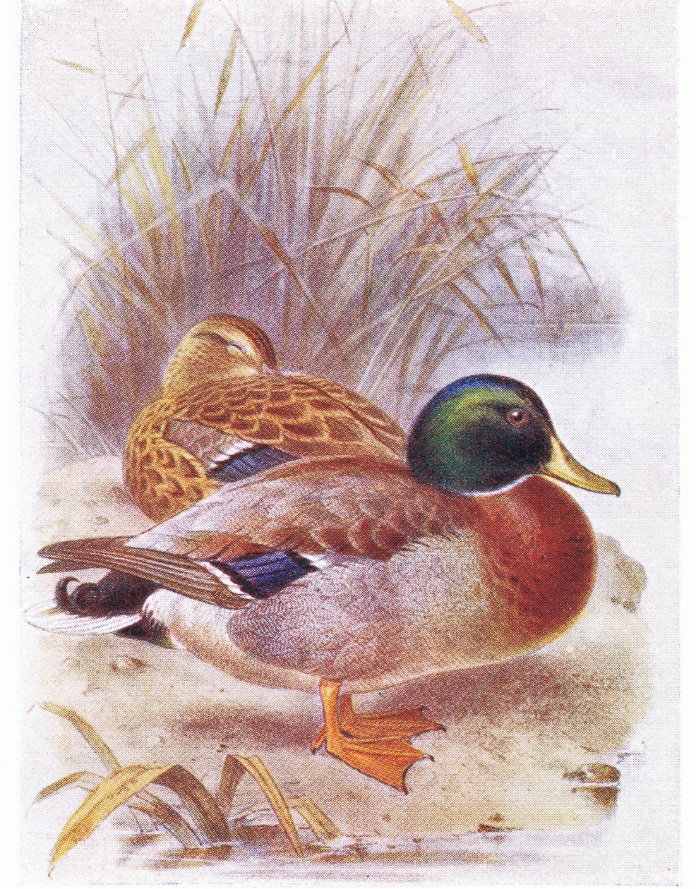 Krzyżówka autorstwa Archibald Thorburn
