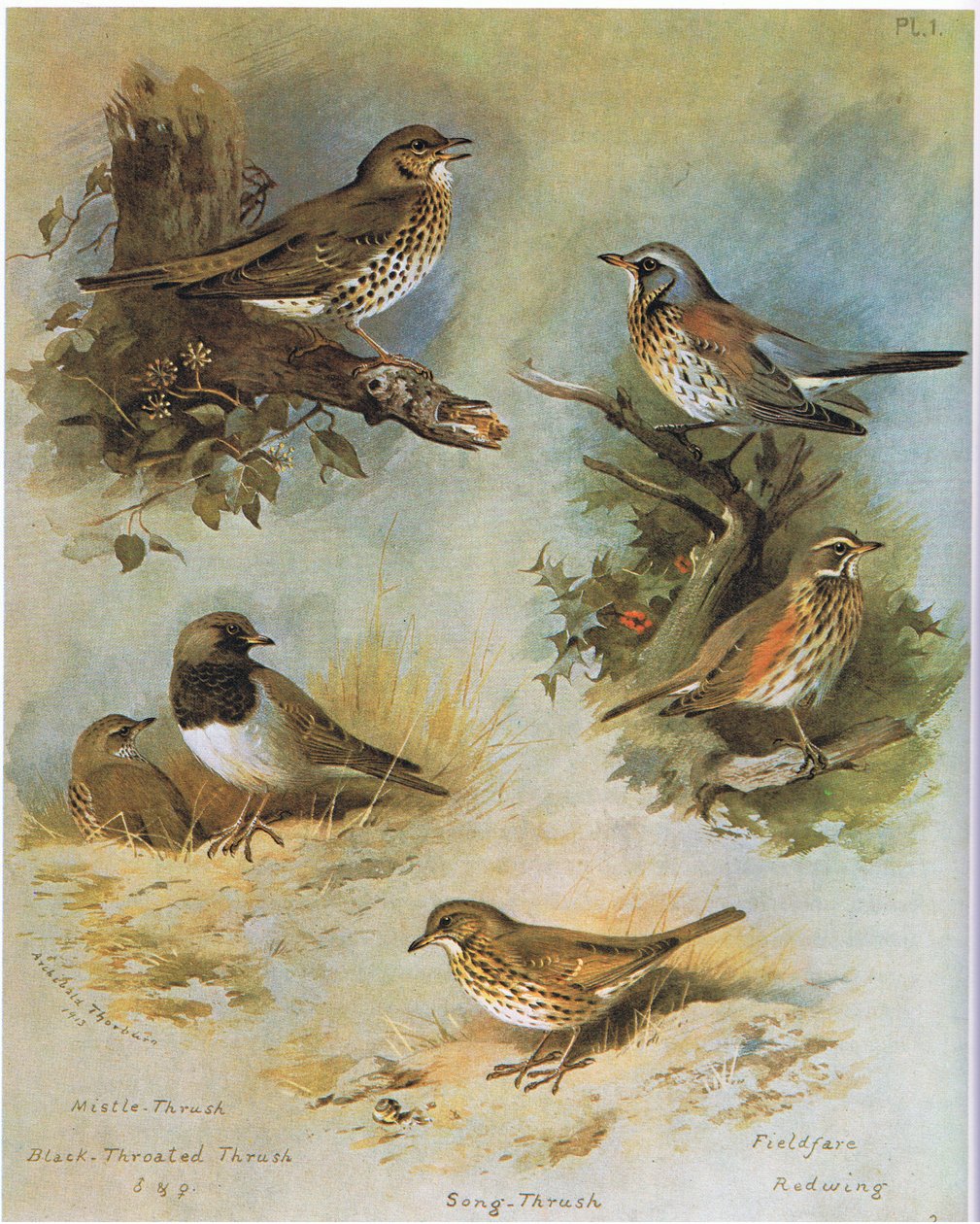 Drozd Mistle, Drozd Czarnogardły, Drozd Śpiewający, Kwiczoł, Redwing, wyd. przez Book Club Associates, 1972 autorstwa Archibald Thorburn