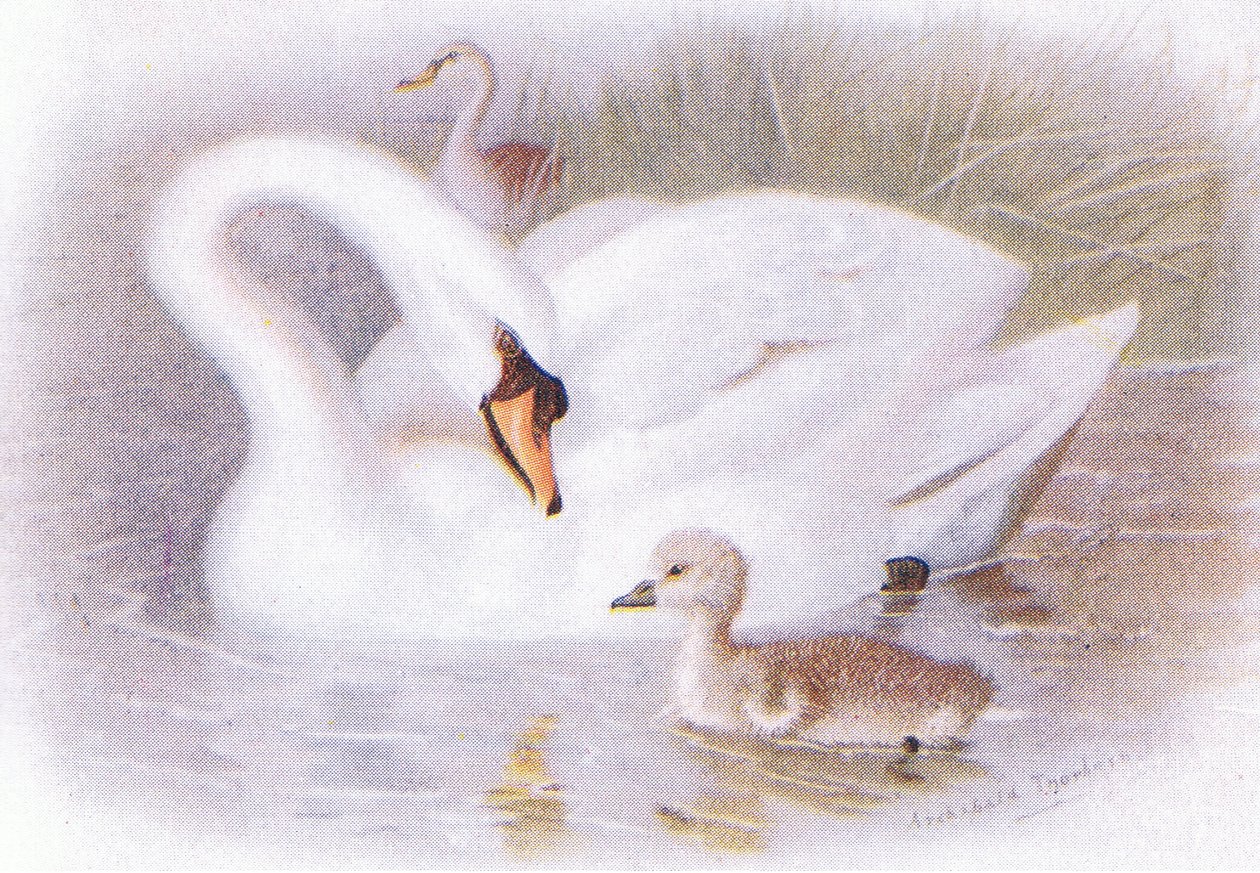 Łabędź Niemy autorstwa Archibald Thorburn