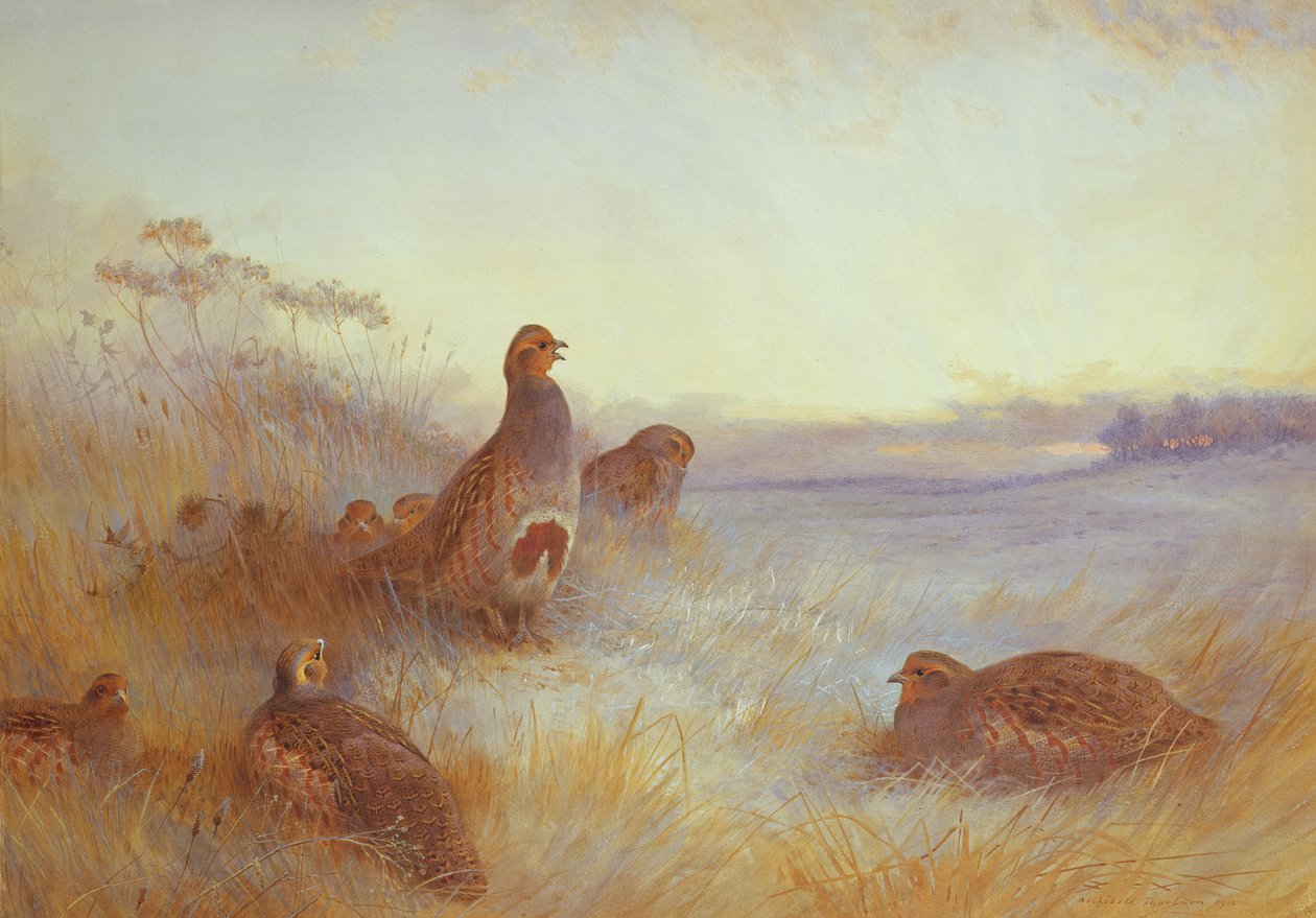 Kuropatwy wczesnym rankiem, 1910 autorstwa Archibald Thorburn