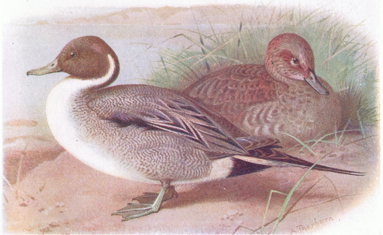 Rożeniec autorstwa Archibald Thorburn