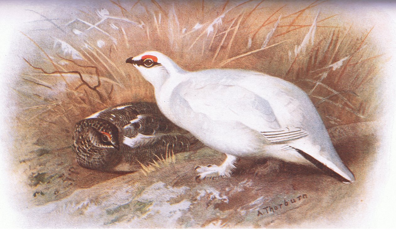 Ptarmigan, z British Birds wydanego przez Longmans, 1932 autorstwa Archibald Thorburn