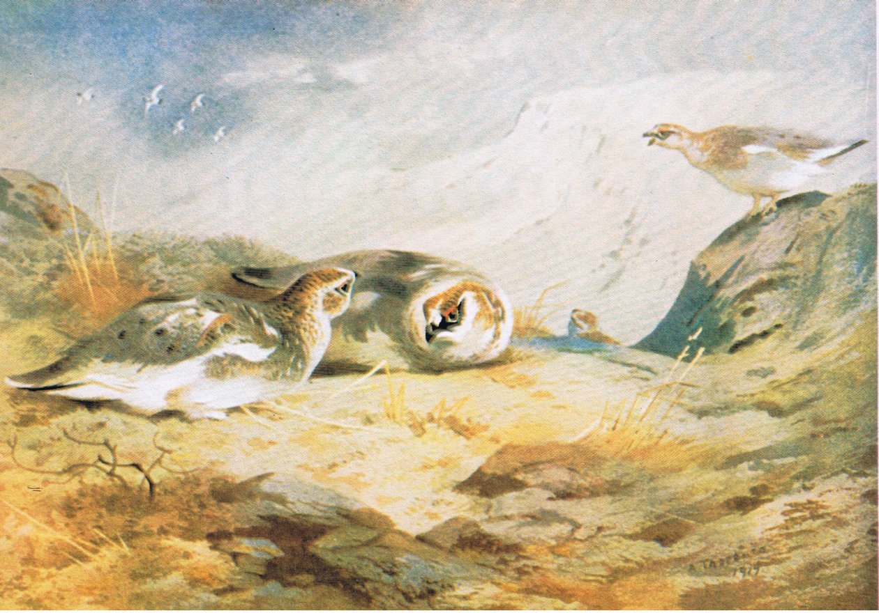 Ptarmigan، پب. د بک کلب ایسوسی ایټس لخوا، 1972 پولی autorstwa Archibald Thorburn