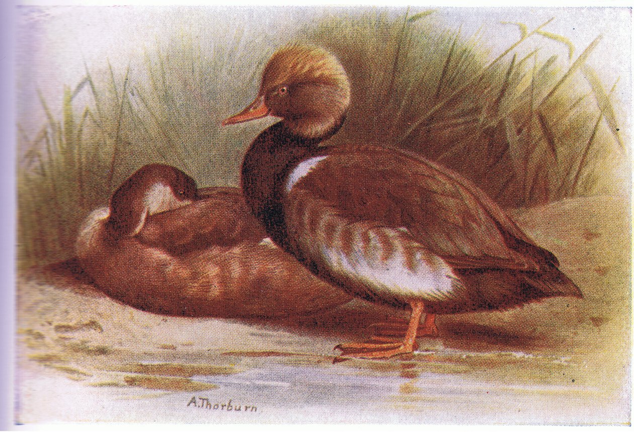 Czerwona Czubata Pochard autorstwa Archibald Thorburn