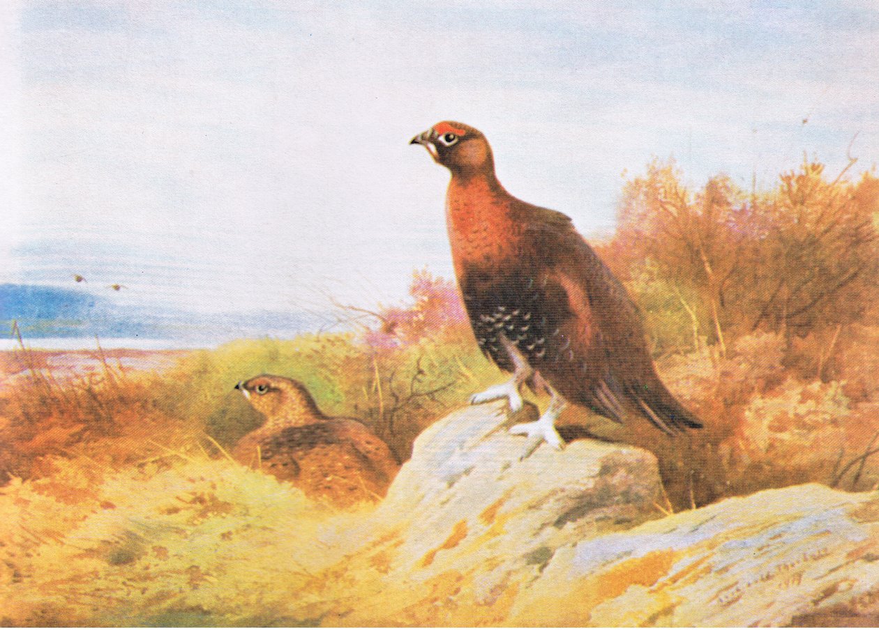 Cietrzew, wyd. przez Book Club Associates, 1972 autorstwa Archibald Thorburn