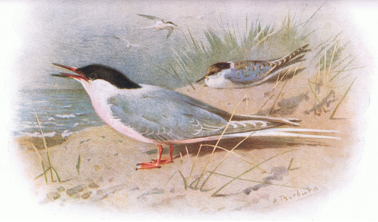 Rybitwa różowa, z British Birds opublikowane przez Longmans, 1932 autorstwa Archibald Thorburn