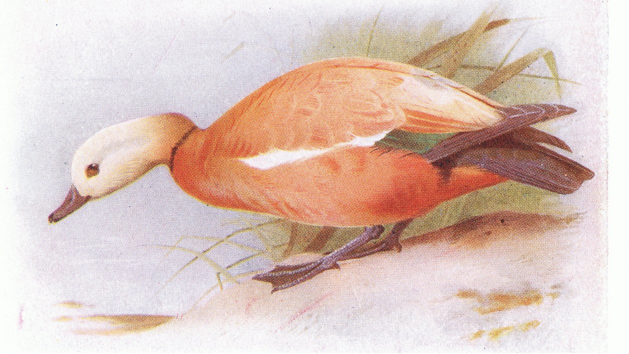 Rumiany ohar autorstwa Archibald Thorburn