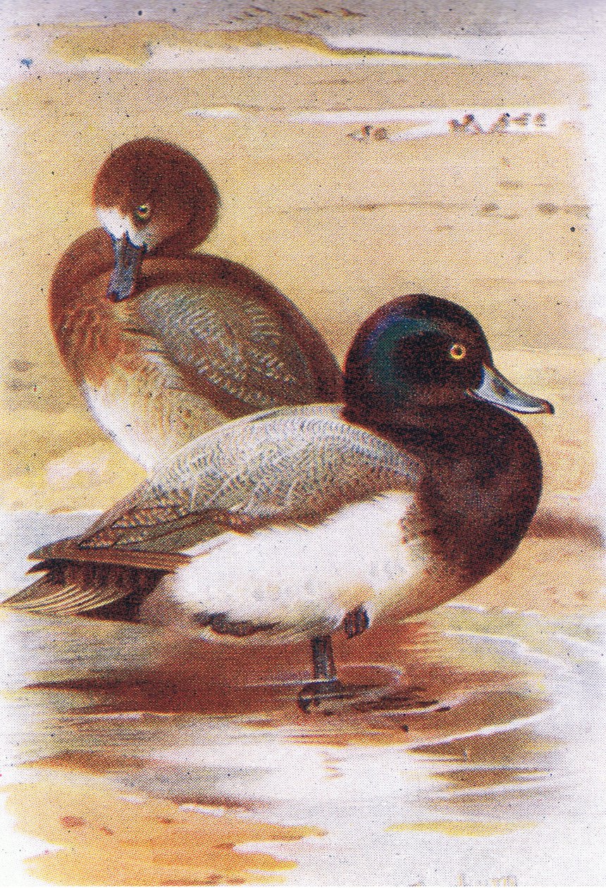Scaup autorstwa Archibald Thorburn