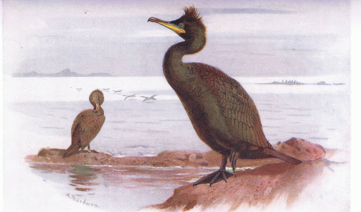 Kudły autorstwa Archibald Thorburn