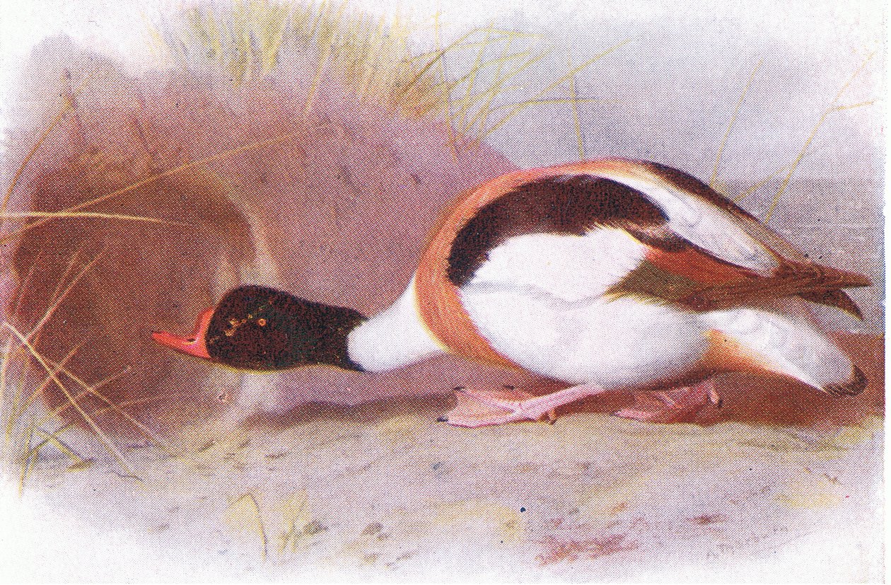 Sheld Duck autorstwa Archibald Thorburn