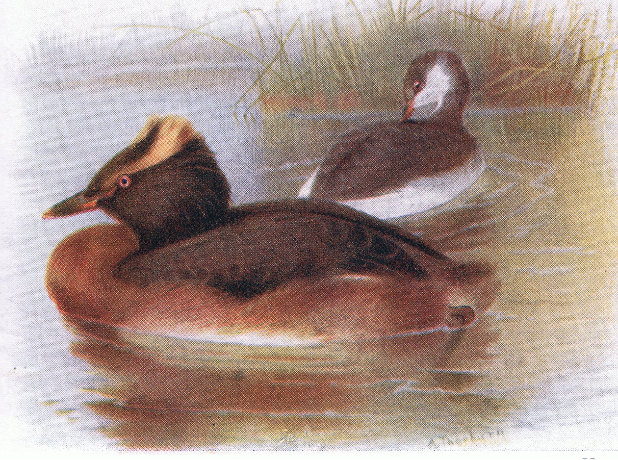 Slavion Grebe autorstwa Archibald Thorburn