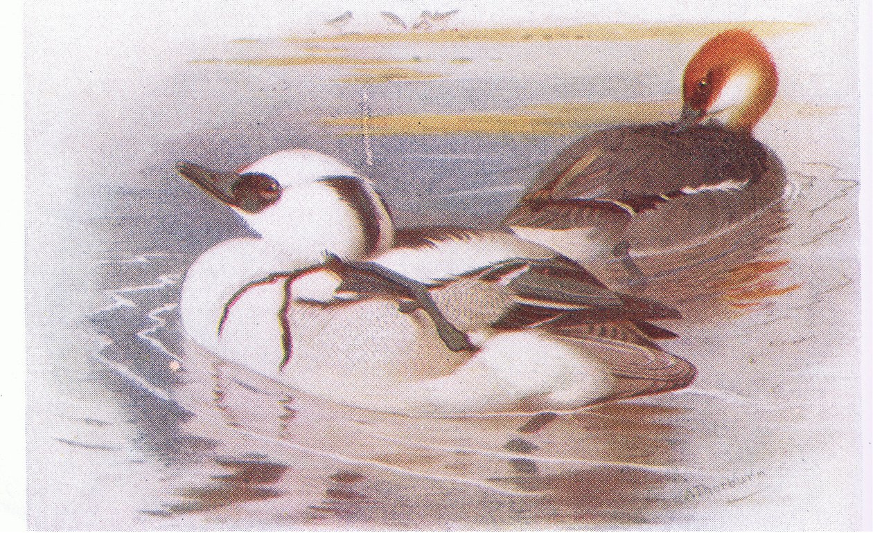 bielaczek autorstwa Archibald Thorburn