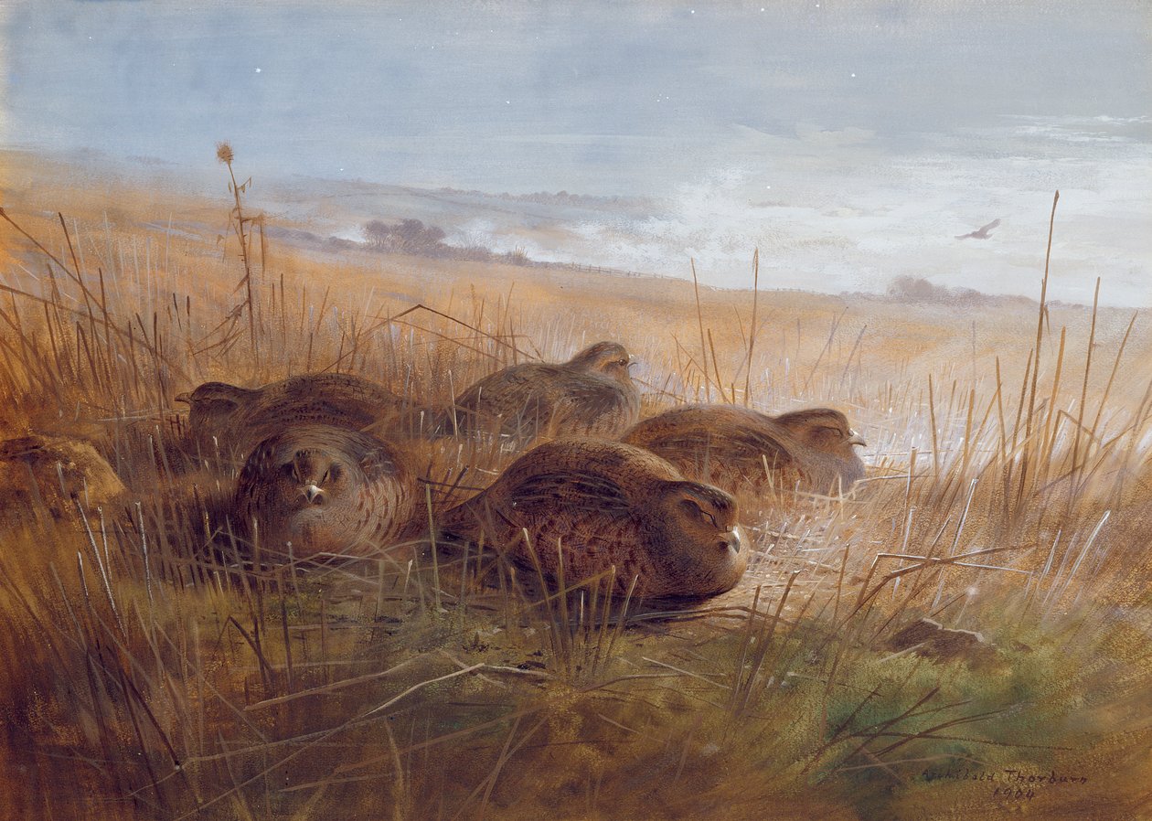 bekas, 1923 autorstwa Archibald Thorburn