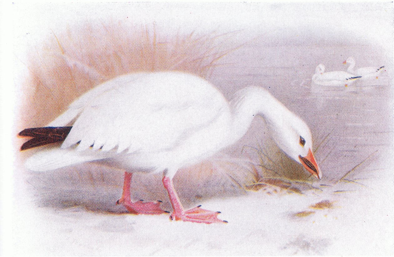 Gęś śnieżna autorstwa Archibald Thorburn
