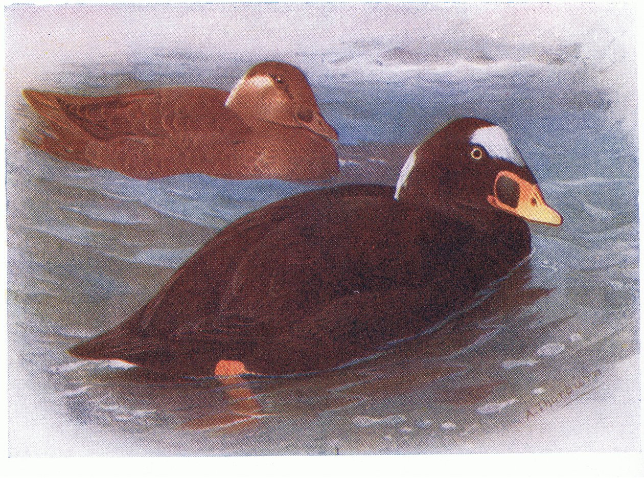 Hulajnoga surfingowa autorstwa Archibald Thorburn