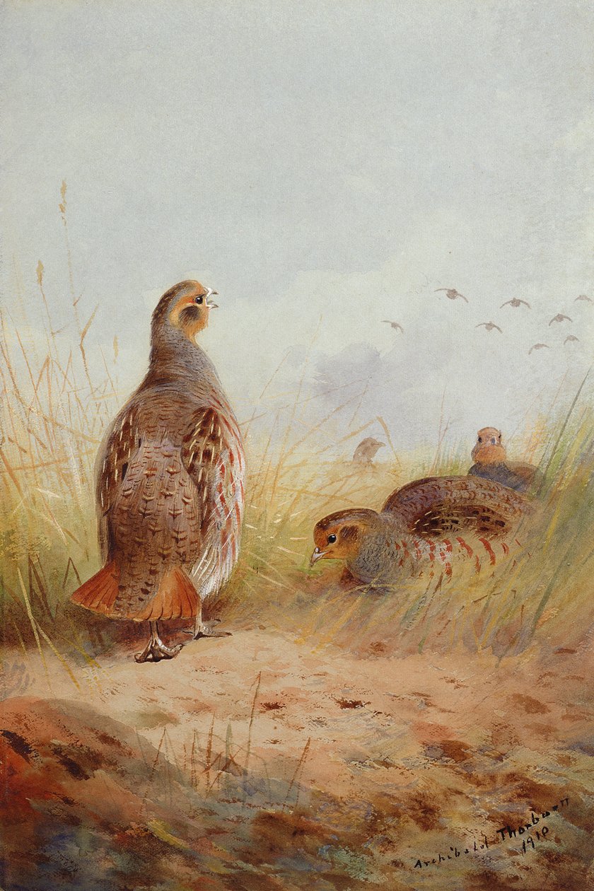 Trzy angielskie parki, 1910 (wc i gwasz na papierze) autorstwa Archibald Thorburn