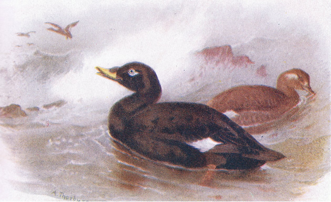 Aksamitna hulajnoga autorstwa Archibald Thorburn