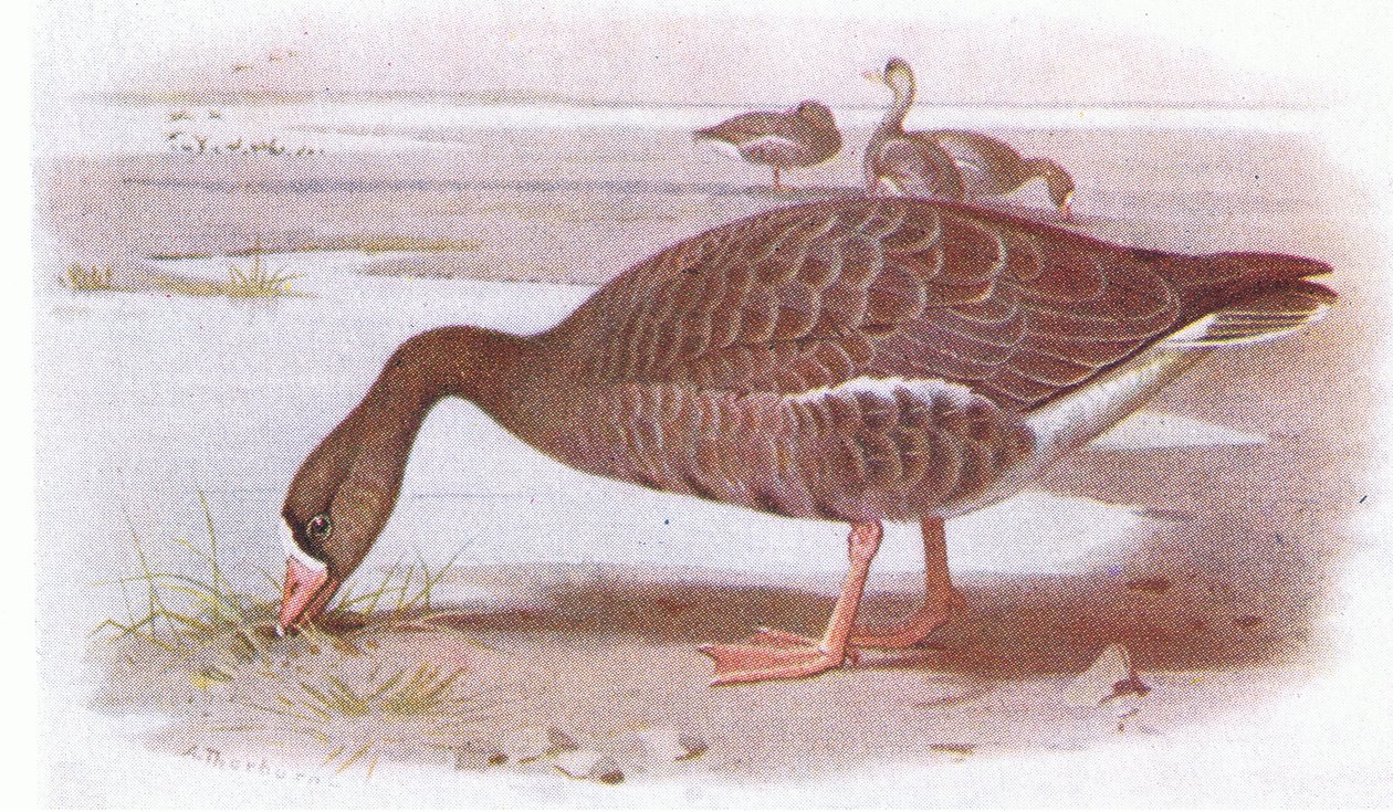 Gęś białoczelna autorstwa Archibald Thorburn