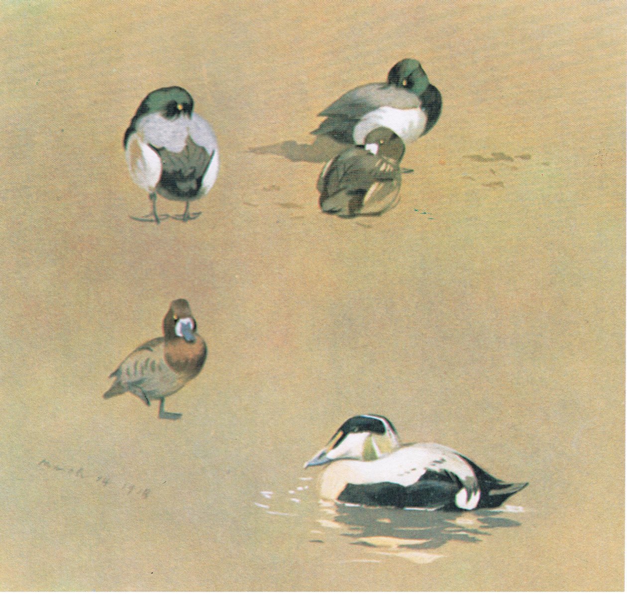 Wigeon, Scaup i Eider Duck, wyd. przez Book Club Associates, 1972 autorstwa Archibald Thorburn