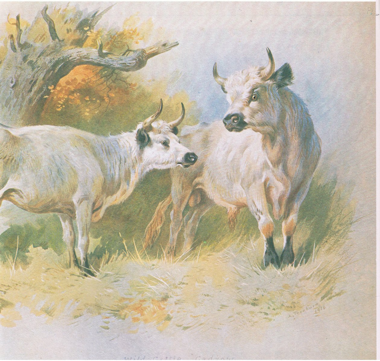 Dzikie bydło, wyd. przez Book Club Associates, 1972 autorstwa Archibald Thorburn