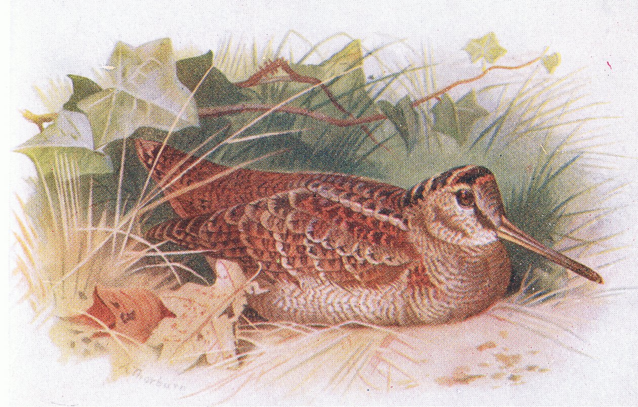 Woodcock, z książki Birds of the British Isles and Their Eggs opublikowanej przez Frederick Warne & Co Ltd, 1958 autorstwa Archibald Thorburn