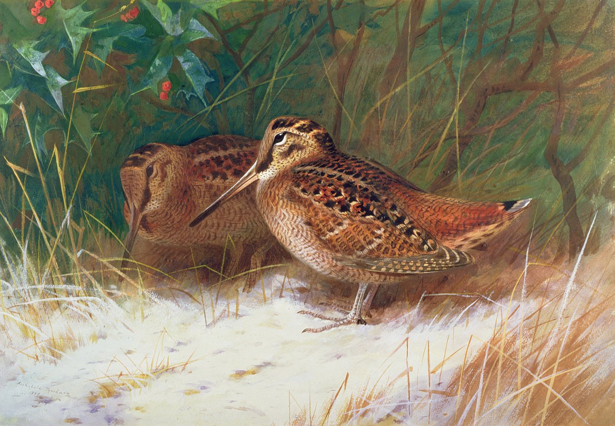 Słonka w runie autorstwa Archibald Thorburn