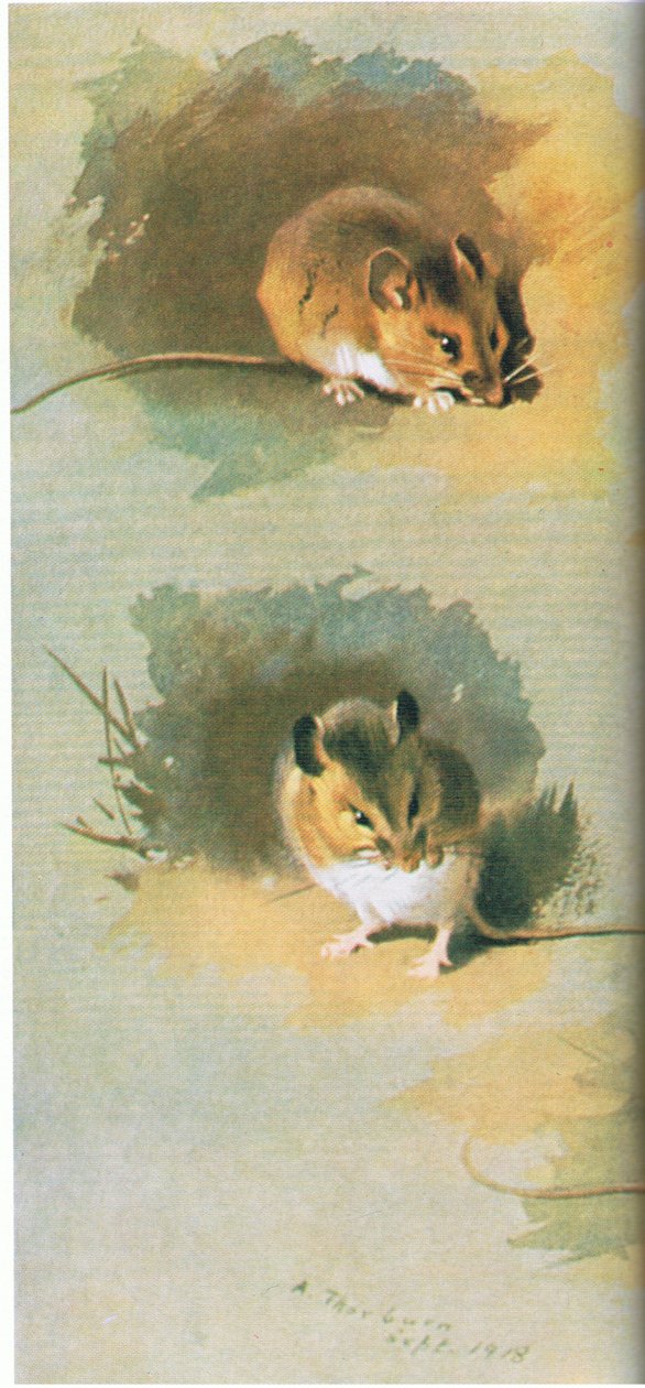 Woodmouse, pub. د بک کلب ایسوسی ایټس لخوا، 1972 پولی autorstwa Archibald Thorburn