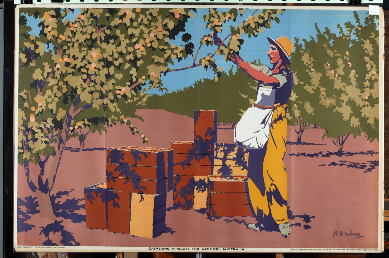 Zbieranie moreli do konserw – Australia (kolor lito) autorstwa Archibald Bertram Webb