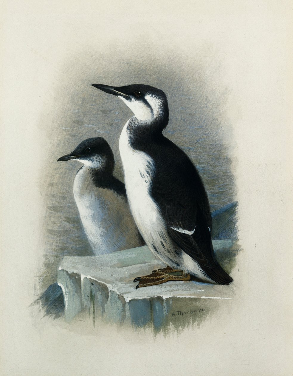 Guillemot Brunnicha autorstwa Archibald Thorburn