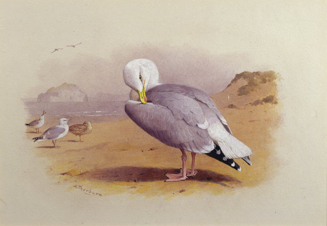 Mewa srebrzysta na plaży, a za nią Bass Rock (akwarela) autorstwa Archibald Thorburn