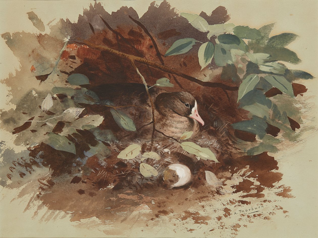 Gęś gniazdująca (akwarela na niebieskim papierze) autorstwa Archibald Thorburn