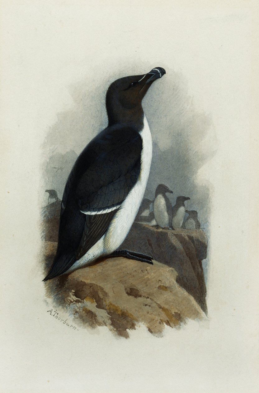 Razordziób autorstwa Archibald Thorburn