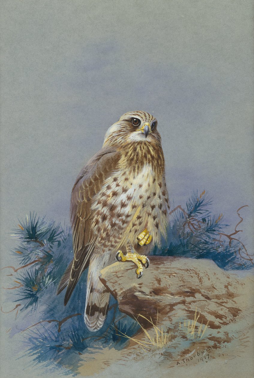 Myszołów o szorstkich nogach autorstwa Archibald Thorburn