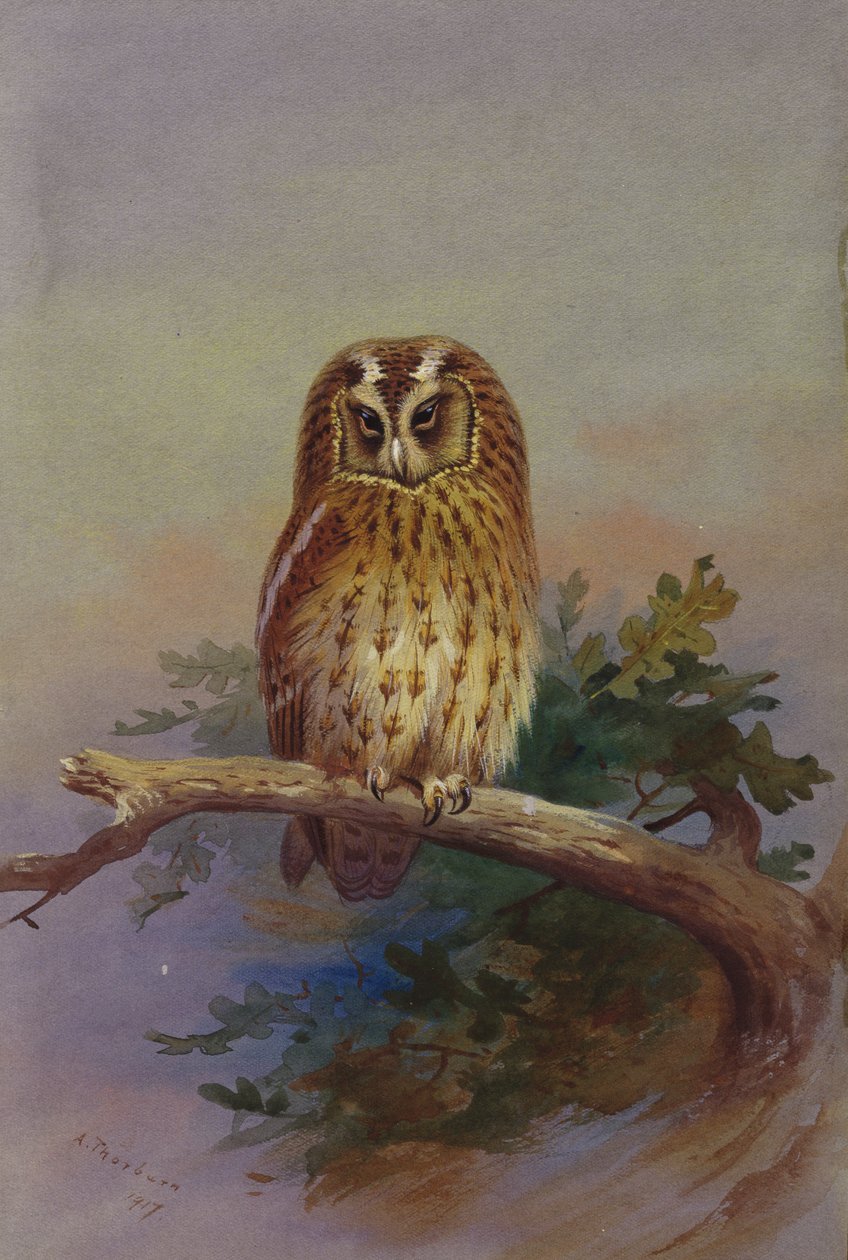 Puszczyk siedzący na gałęzi dębu autorstwa Archibald Thorburn