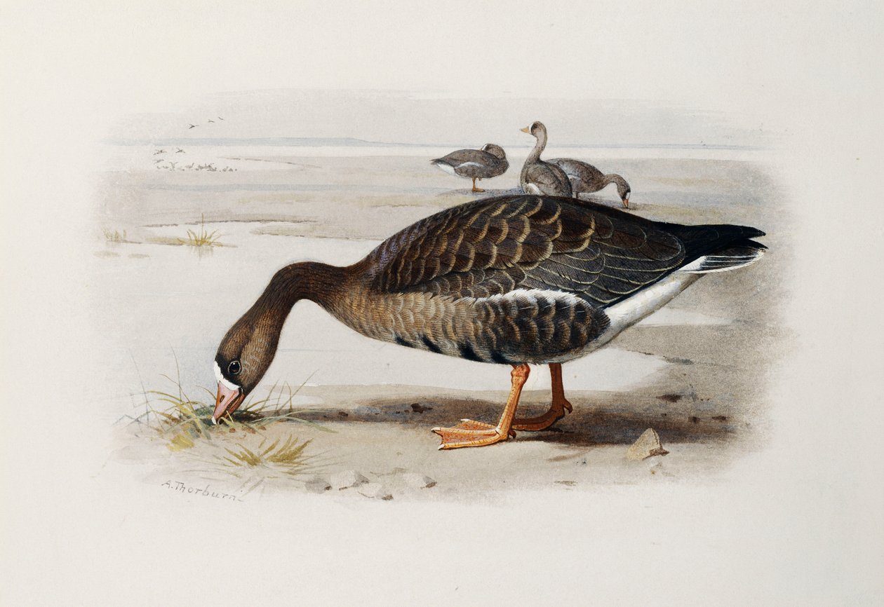 Gęś białoczelna autorstwa Archibald Thorburn