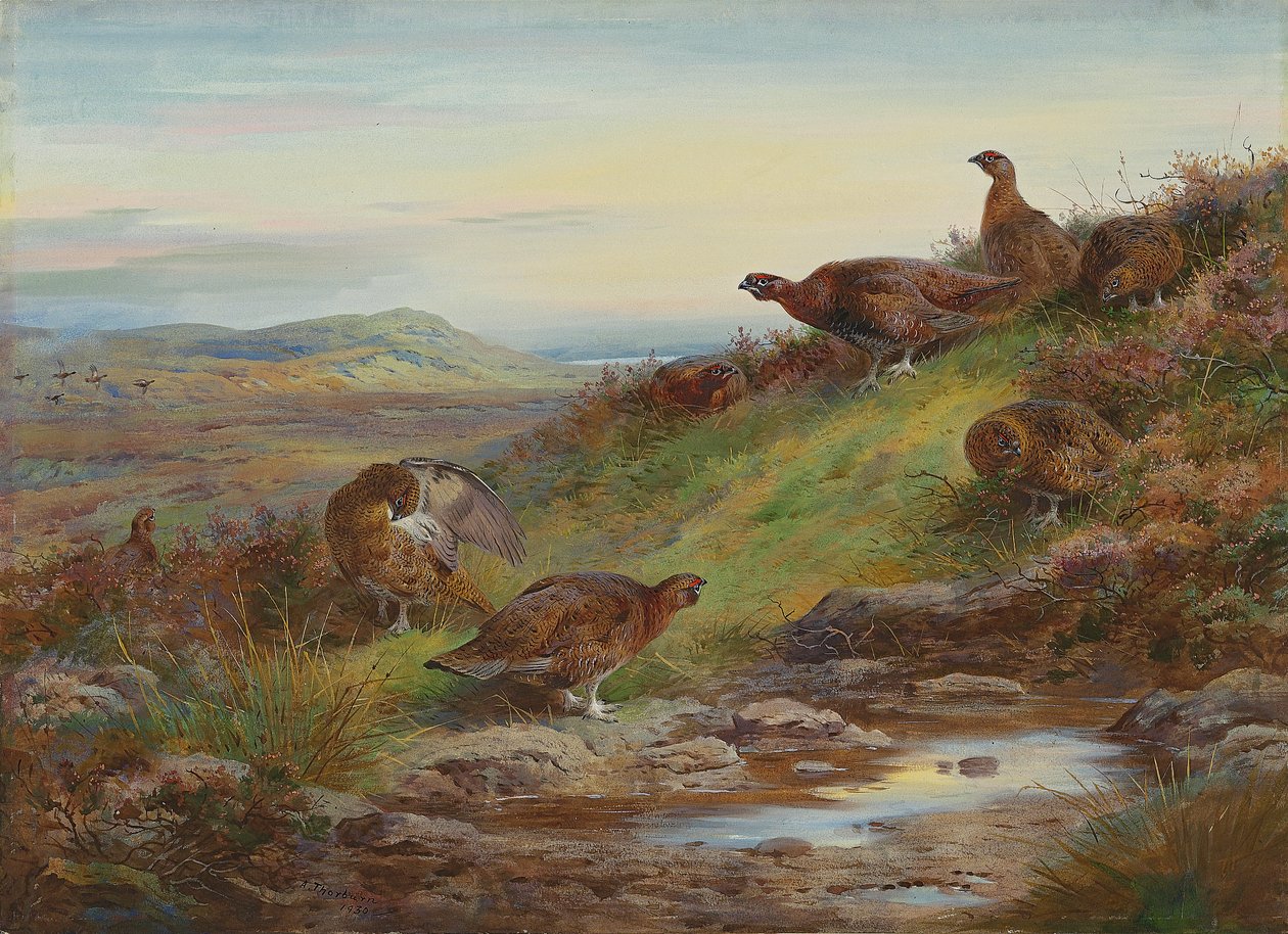 Stado cietrzewia przy źródle autorstwa Archibald Thorburn