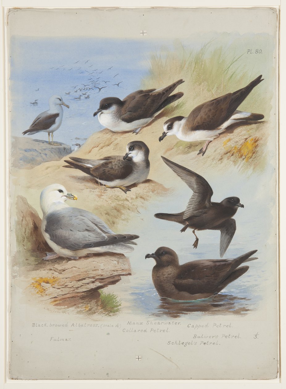 Albatros, płatki, burzyk, fulmar, ok. 1915 (akwarela i farba do ciała na ołówku na papierze) autorstwa Archibald Thorburn