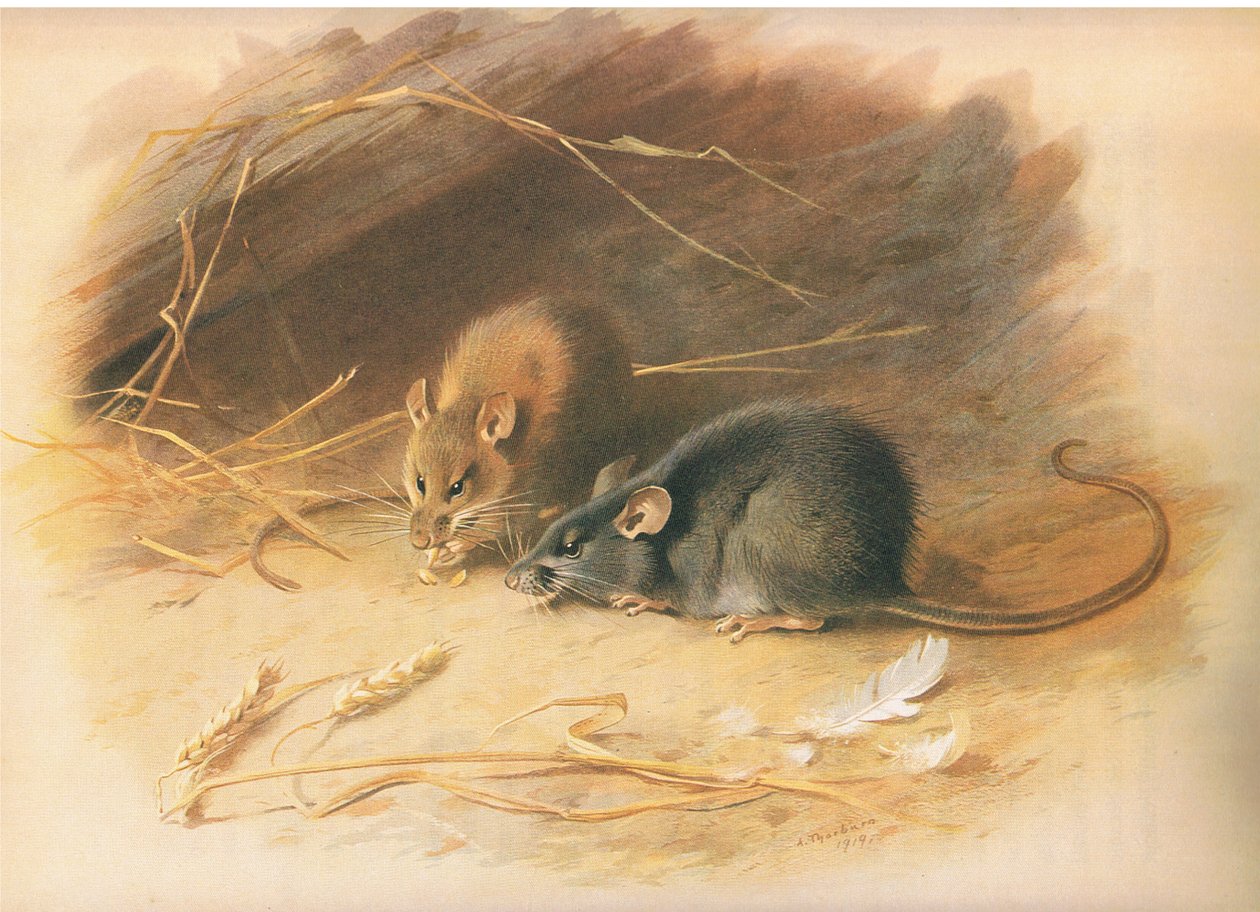 Alexandrine Rat and Black Rat, z Thorburns Mammals opublikowanej przez Longmans and Co, 1920 autorstwa Archibald Thorburn