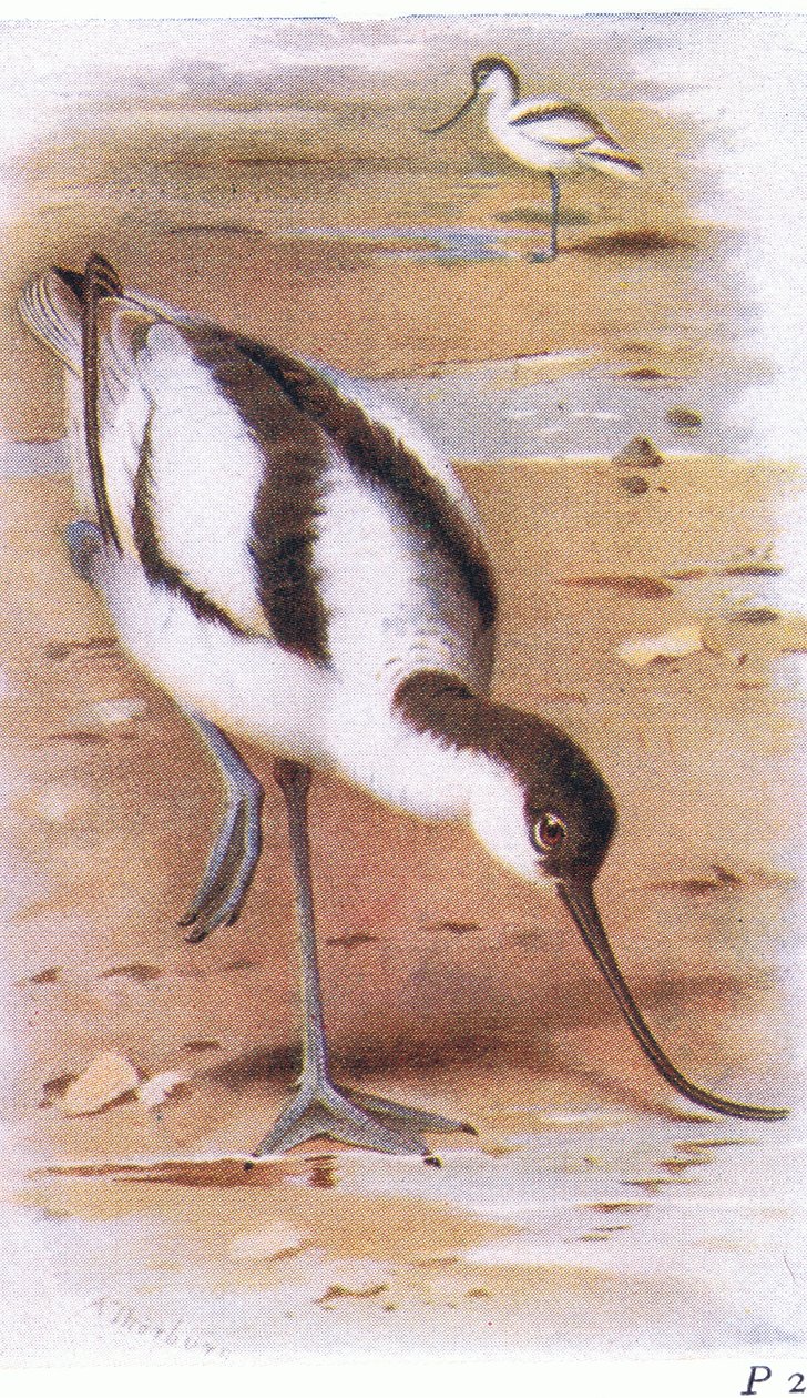 Avocet, z książki Birds of the British Isles and Their Eggs wydanej przez Frederick Warne & Co Ltd, 1958 autorstwa Archibald Thorburn
